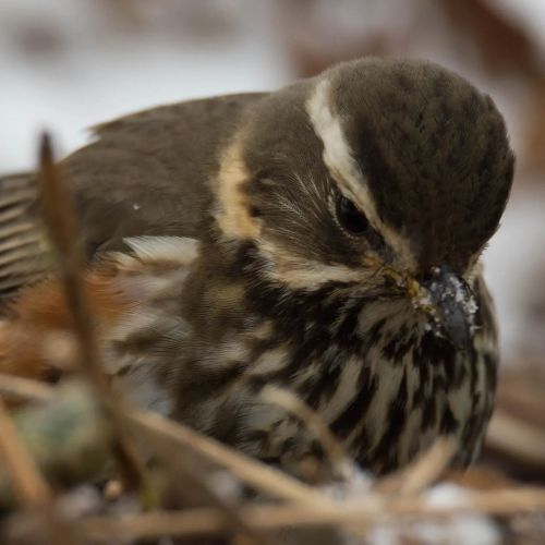 Looks like its not just us who like playing outside when it snows A close up on this Redwing digging