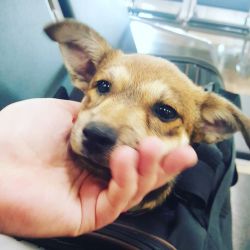 Since I cannot hoard them all, I decided to transport a pup to a rescue on my way home to Rochester&hellip;. This little munchkin kept me company on my flight home tonight! Bittersweet saying goodbye to her in Toronto. She looks SO much like Stella when