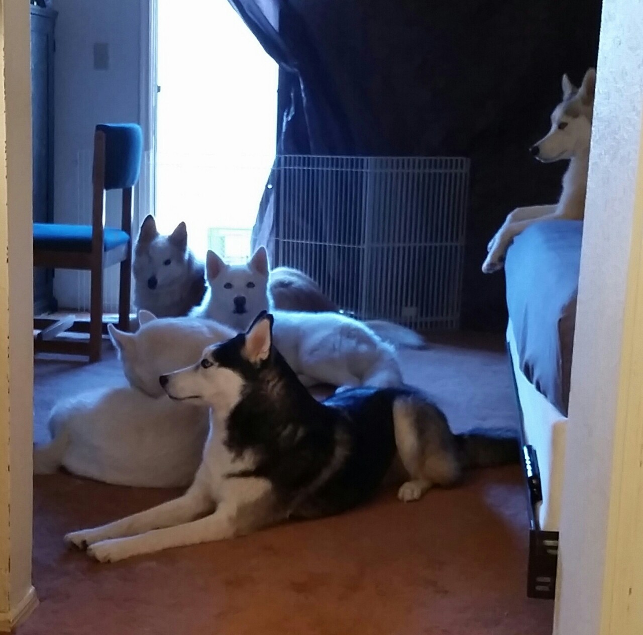 6woofs:  Patiently waiting to be let out for morning playtime. They’re so good