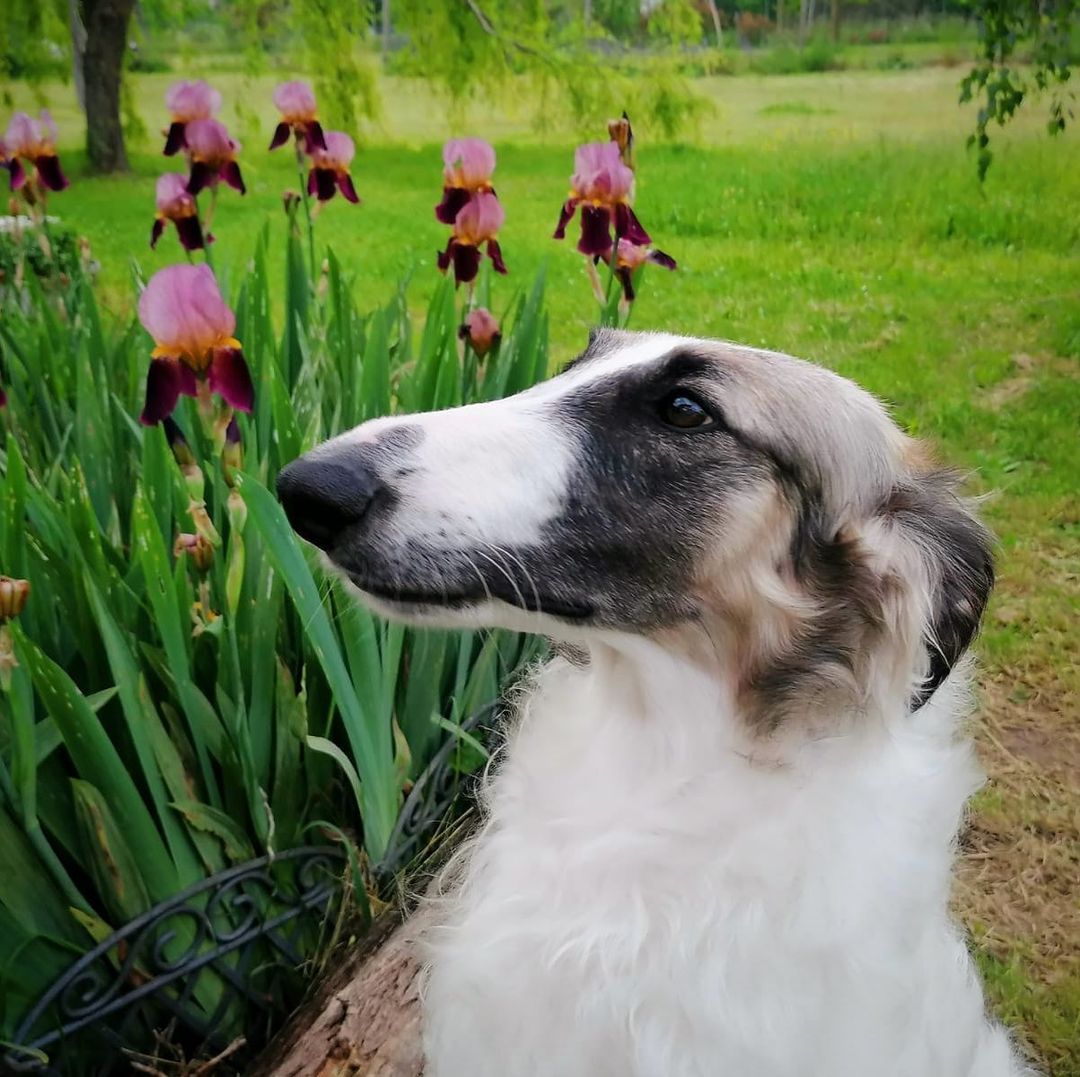 Bri #borzoi #tantezampekennel #dogstagram #dogs #flowers @