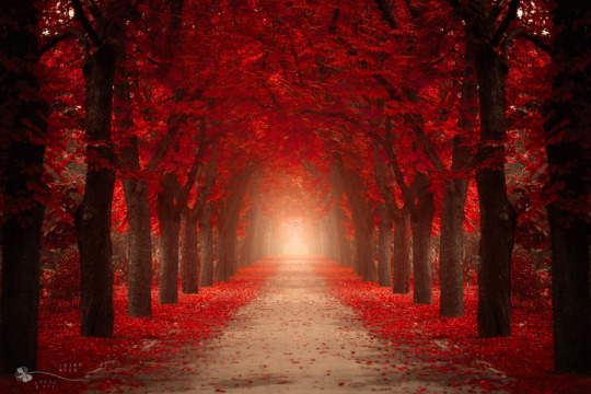 drxgonfly:  Red Forest (by  Ildiko Neer) 