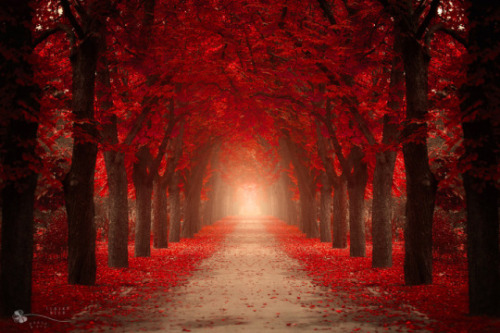 Sex drxgonfly:  Red Forest (by  Ildiko Neer) pictures