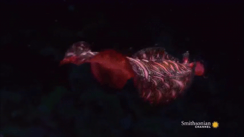 Undersea Edens: Rainforest to Reef by Smithsonian Channel | more gifs