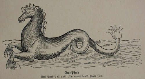 ooksaidlibrarian: See-Pferd - Sea-Horse Menschheit und Weltall, 1904