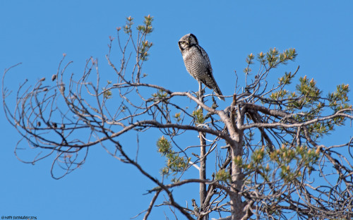 Hawk Owl ( Surnia ulula ). 8.6.2016, Tervola, Finland.Photo: Matti Suopajärvi.