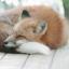 spider-fox1615