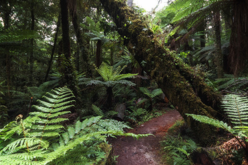 arelie-k: Whirinaki Forest, New Zealand