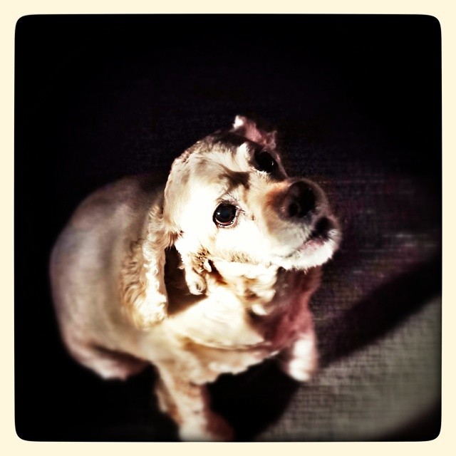 Molly begging. #cockerspaniel #dogs #sunlight #portrait #spaniel