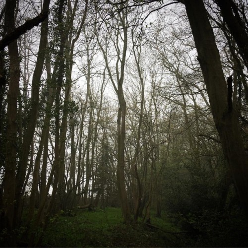 And today’s doom metal album cover pic&hellip; #gloomy #woods #doommetal #darknature #lowlight #natu