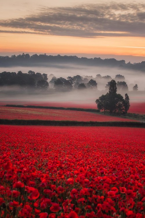 enchanting-landscapes: Vemsteroo