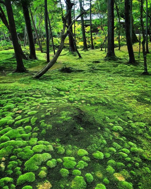 西芳寺庭園“苔寺” [ 京都市西京区 ] Saiho-ji Temple Garden (Moss Temple), Kyoto の写真・記事を更新しました。 ーー聖徳太子からスティーブ・ジョブズまで