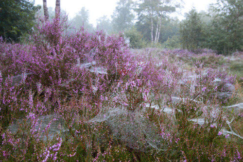 90377: Early morning heather in the forest by Maurice Uiterweerd