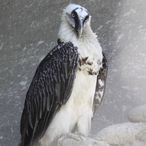 ainawgsd:Bearded VultureBearded vultures have reddish yellow or white plumage on the head and breast