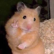 scrungo: scrungo: *beams an image into your mind* its this one 