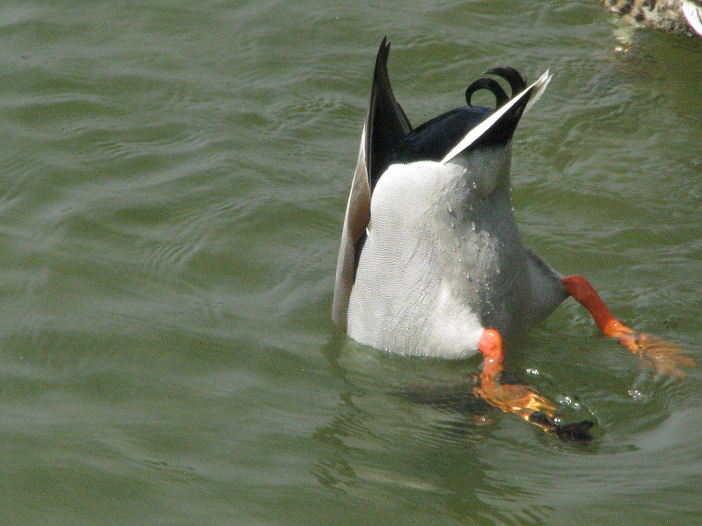 catsbeaversandducks:  &ldquo;Duck and Cover!&rdquo;  (Please click on each