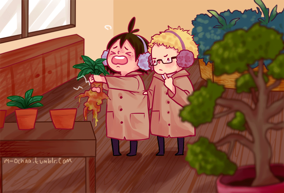 m-ochaa: Tsukkiyama Month Day 2: Harrypotter AU! The mandrake, it screm.  