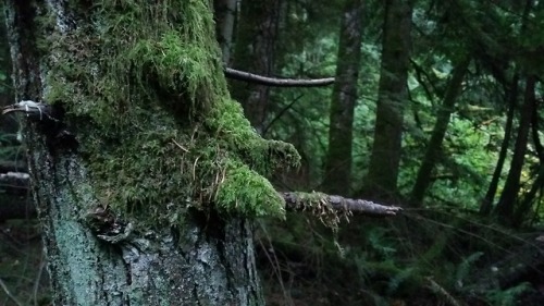 indigo-shine:Radium Lake trail, British ColumbiaSource: Indigo-shine