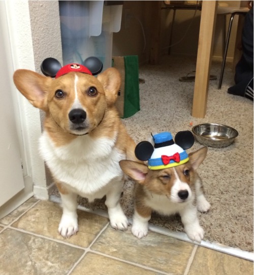 ventusthecorgi:Derpiest members of the Mickey Mouse Club