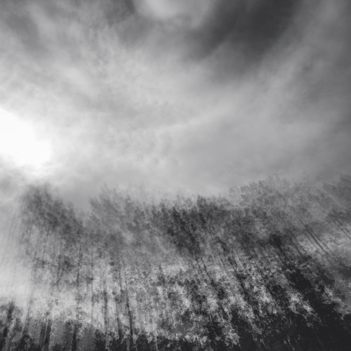 inspirehaisell:  The clearest way into the Universe is through a forest wilderness. - John Muir by ayashok photography http://flic.kr/p/tL9GDS