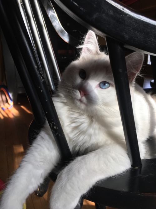 chu-trainer:this cat is the prettiest cat i’ve ever seen