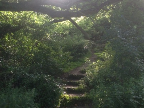 studiointhewoods: Magickal walk through the woods and up to the Grove this evening for some spiritua