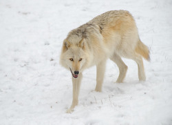 wolveswolves:  Alawa,  Rocky Mountain gray Wolf (Canis lupus occidentalis), ambassador wolf at Wolf Conservation Center by Michael