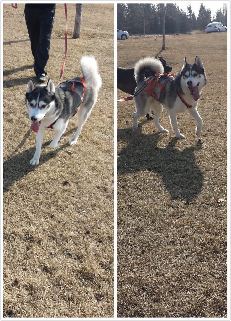 dog-husky:  When his tongue hangs out like that I know he’s having a great time