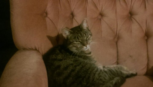 unflatteringcatselfies:Meet Tigger, he is always pissed
