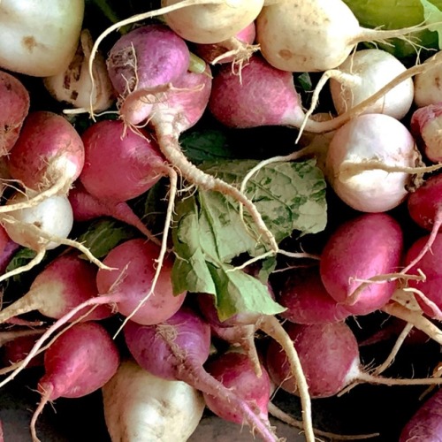 Radishes, Oak Marr Farmers Market, Fairfax, 2017.