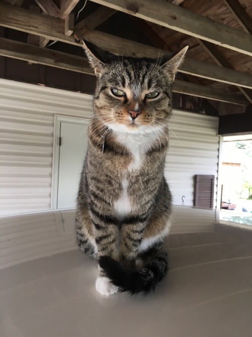 peanut-the-avenger:Happy Caturday!!