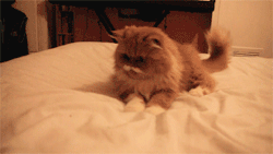 hoebliviate:  i didn’t know ron swanson was a cat 
