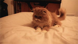hoebliviate:  i didn’t know ron swanson was a cat 