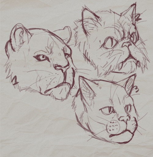 Tabaxi Studies 1 - wildblood2 - highblood3 - common