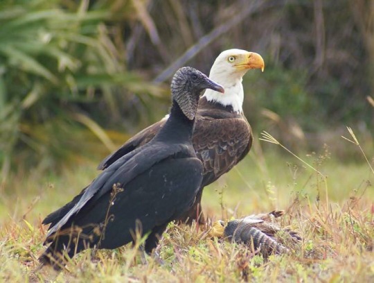 roach-works:todaysbird:a florida photographer spotted a black vulture and bald eagle sharing a meal together. while vultures are often sterotyped as dirty scavengers and bald eagles as strong hunters, they both eat carrion, and sometimes bald eagles eat