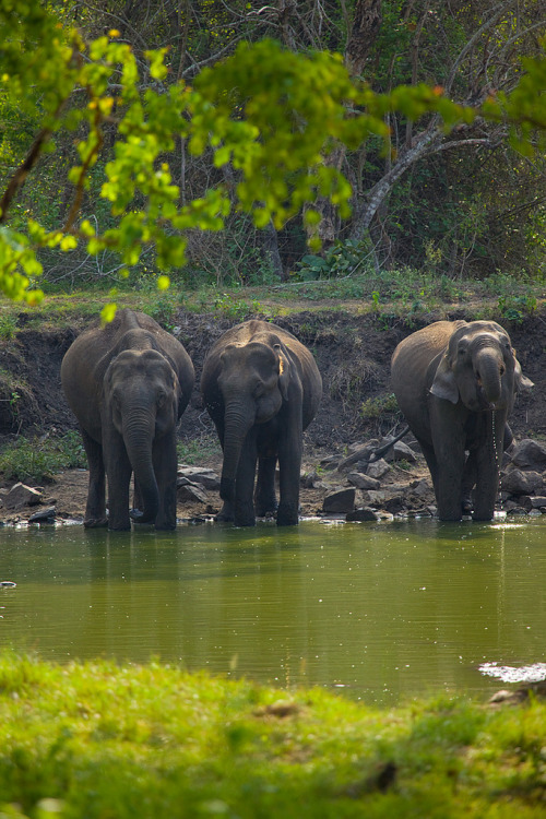 Astonishing Landscapes: Nature and City Kabini River - India 