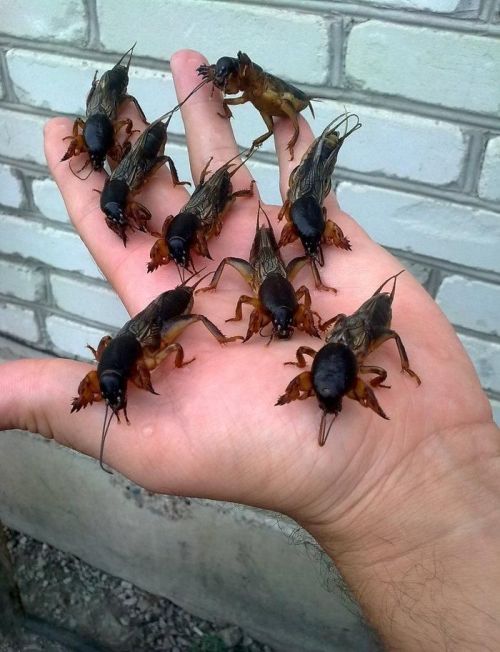 congenitaldisease:A handful of mole crickets.