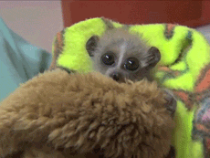 Sdzoo:  Throwing It Back To Last Summer When This Baby Pygmy Loris Melted Hearts.