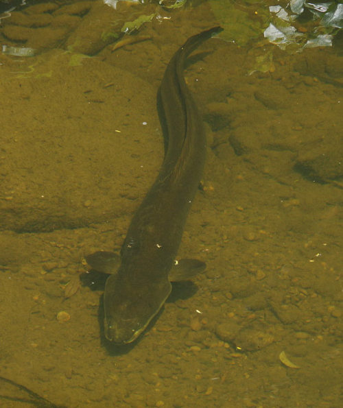 Mokoroa Stream, supplemental: large eels!