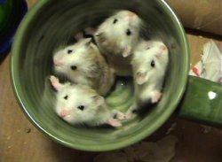 hamsters-in-cups:  Four widdle hammies in