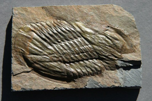Stressed out trilobiteThis trilobite probably feels like an awful lot of us these days. It started o