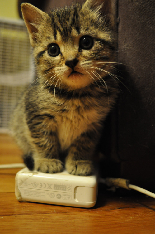 catsbeaversandducks:
“ Kitten Warmer
Photos by ©ancient history
”