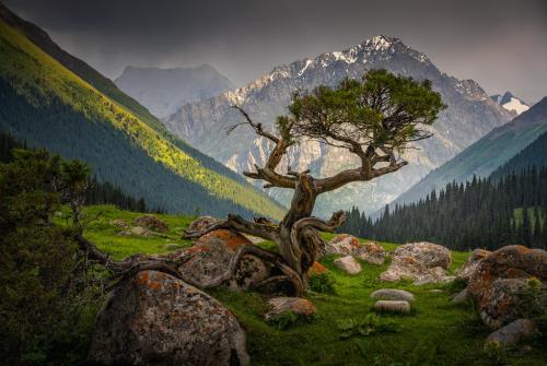 playandwander:Spotted this interesting tree in this majestic valley named Altyn-Arashan, Kyrgyzstan (2000x1341)[OC] https://ift.tt/3xTVyXA