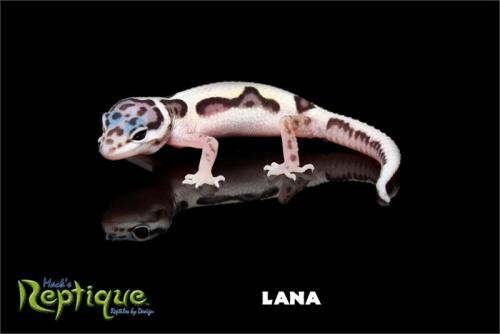 These are pictures of Solstice they had on the Reptiles by Mack website when I bought her!