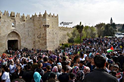 thepalestineyoudontknow: About than 7,000 Palestinians gathered in the longest reading human chain a