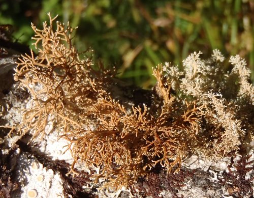 Sphaerophorus venerabilisOldgrowth coral lichen, ancient coral lichenimages: source | source | sourc