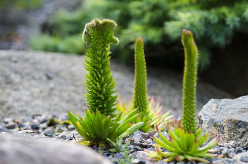 Orostachys Japonica Rock PineThis succulent is also known as rock pine is a species of flowering pla