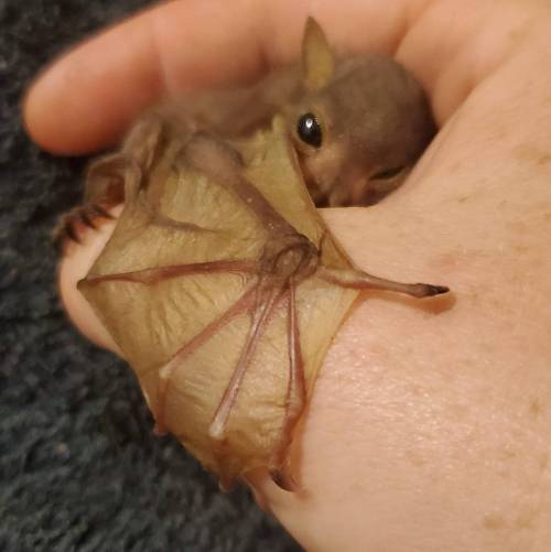 FROM :  pollyannapumpkin  -  Baby Tube Nosed BAT, a fruit eater