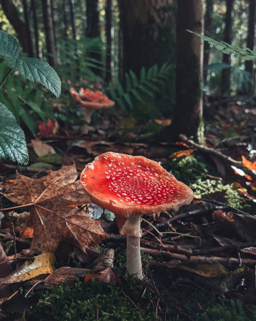 oneshotolive:  Fly Agaric, Lake Vyrnwy UK [3024x4032] [OC] 📷: ell_is_here 