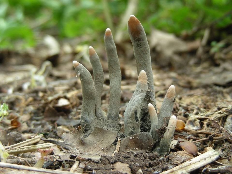unexplained-events:  Xylaria polymorpha, also known as, dead man’s fingers. 