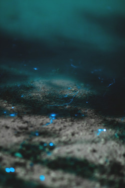 skyrim:  Bioluminescent plankton in Thulusdhoo,